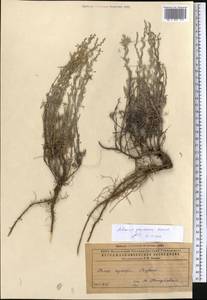 Полынь тонковатая Krasch. & Iljin, Средняя Азия и Казахстан, Прикаспийский Устюрт и Северное Приаралье (M8) (Казахстан)