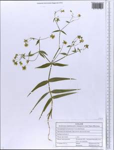Rabelera holostea (L.) M. T. Sharples & E. A. Tripp, Восточная Европа, Северо-Украинский район (E11) (Украина)