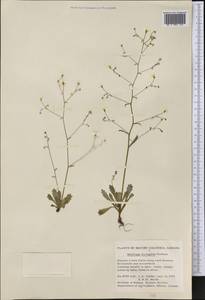 Micranthes ferruginea (Grah.) Brouillet & Gornall, Америка (AMER) (Канада)