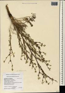 Жабрица извилистая L., Крым (KRYM) (Россия)