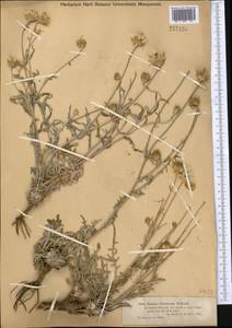 Наголоватка железистоплодная Schrenk, Средняя Азия и Казахстан, Муюнкумы, Прибалхашье и Бетпак-Дала (M9) (Казахстан)