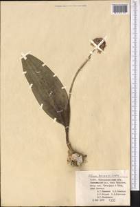 Allium komarowii Lipsky, Средняя Азия и Казахстан, Памир и Памиро-Алай (M2) (Узбекистан)