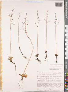 Камнеломка листочковая (R.Br.) Gornall, Сибирь, Якутия (S5) (Россия)