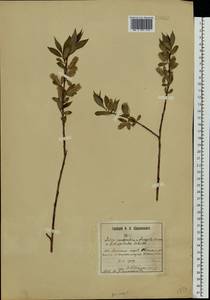Salix ×meyeriana Rostk. ex Willd., Восточная Европа, Центральный лесостепной район (E6) (Россия)