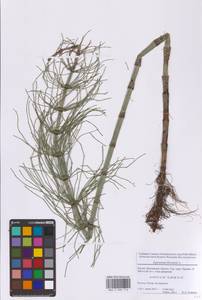 Хвощ приречный, Хвощ топяной L., Восточная Европа, Московская область и Москва (E4a) (Россия)