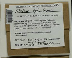 Mnium spinulosum Bruch & Schimp., Гербарий мохообразных, Мхи - Дальний Восток (без Чукотки и Камчатки) (B20) (Россия)