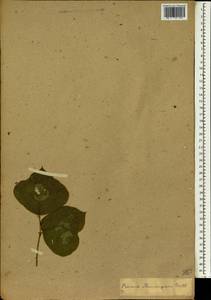 Пуэрария лопастная (Willd.)Sanjappa & Pradeep, Зарубежная Азия (ASIA) (Неизвестно)