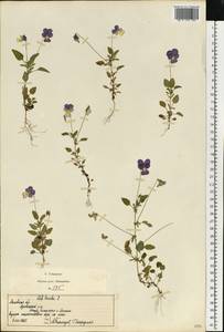 Фиалка трехцветная, Анютины глазки L., Восточная Европа, Московская область и Москва (E4a) (Россия)