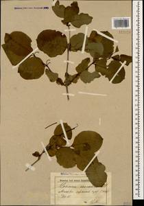 Lonicera caucasica subsp. orientalis (Lam.) D. F. Chamb. & Long, Кавказ, Краснодарский край и Адыгея (K1a) (Россия)