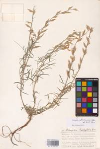 Astragalus astrachanicus Sytin & Laktionov, Восточная Европа, Нижневолжский район (E9) (Россия)