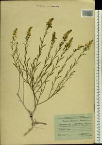 Genista tinctoria subsp. tinctoria, Восточная Европа, Северо-Украинский район (E11) (Украина)