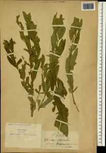 Thermopsis turkestanica Gand., Зарубежная Азия (ASIA) (КНР)