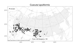 Cuscuta lupuliformis, Повилика хмелевидная Krock., Атлас флоры России (FLORUS) (Россия)