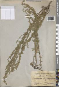 Полынь австрийская Jacq., Восточная Европа, Нижневолжский район (E9) (Россия)