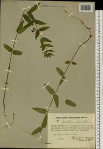 Шлемник обыкновенный L., Сибирь, Якутия (S5) (Россия)