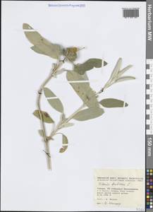 Зопник кустарниковый L., Западная Европа (EUR) (Греция)