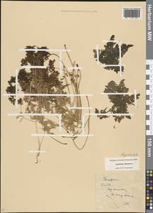 Polypodiopsida, Кавказ, Армения (K5) (Армения)