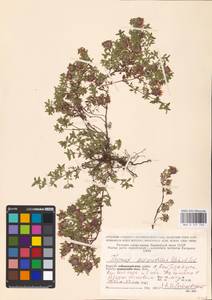 MHA 0 157 722, Thymus serpyllum subsp. tanaensis (Hyl.) Jalas, Восточная Европа, Северный район (E1) (Россия)