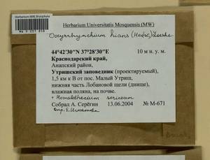 Homalothecium sericeum (Hedw.) Schimp., Гербарий мохообразных, Мхи - Северный Кавказ и Предкавказье (B12) (Россия)