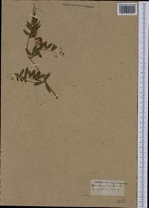 Vicia benghalensis L., Западная Европа (EUR) (Неизвестно)