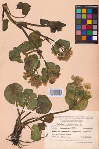 Калужница болотная L., Восточная Европа, Северо-Западный район (E2) (Россия)