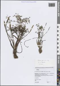 Частуха злаковая Lej., Сибирь, Прибайкалье и Забайкалье (S4) (Россия)