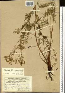 Лапчатка многонадрезанная, Лапчатка многонадрезная L., Сибирь, Западный (Казахстанский) Алтай (S2a) (Казахстан)