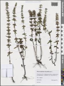 Змееголовник тимьяноцветковый L., Сибирь, Западная Сибирь (S1) (Россия)