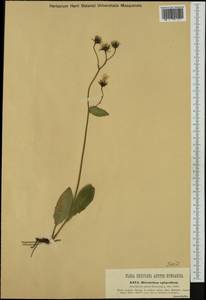 Hieracium froelichianum subsp. epimedium (Fr.) Gottschl. & Greuter, Западная Европа (EUR) (Италия)