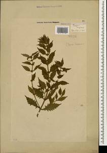 Зюзник европейский L., Кавказ, Грузия (K4) (Грузия)