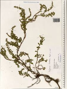 Polygonum recumbens Royle ex Bab., Зарубежная Азия (ASIA) (Непал)
