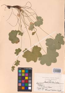 Манжетка складчатая Buser, Восточная Европа, Центральный район (E4) (Россия)