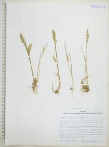 Koeleria subalpestris (Hartm.) Barberá, Quintanar, Soreng & P.M.Peterson, Сибирь, Дальний Восток (S6) (Россия)