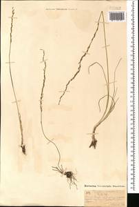 Триостренник болотный L., Монголия (MONG) (Монголия)