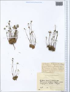 Крупка фладницийская Wulfen, Сибирь, Якутия (S5) (Россия)