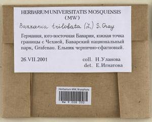 Bazzania trilobata (L.) Gray, Гербарий мохообразных, Мхи - Западная Европа (BEu) (Германия)