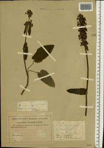 Betonica officinalis subsp. officinalis, Восточная Европа, Центральный район (E4) (Россия)