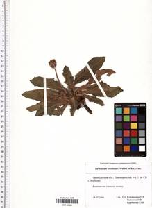 Одуванчик поздний (Waldst. & Kit.) Poir., Восточная Европа, Восточный район (E10) (Россия)
