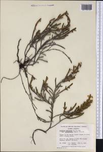 Cassiope tetragona subsp. saximontana (Small) Porsild, Америка (AMER) (Канада)