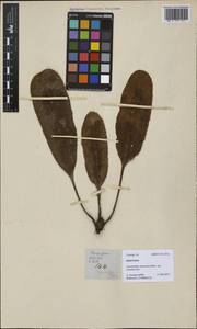Elaphoglossum luzonicum Copel., Зарубежная Азия (ASIA) (Филиппины)