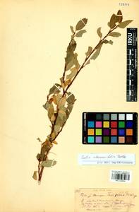 Ива жестеролистная Pall., Сибирь, Прибайкалье и Забайкалье (S4) (Россия)