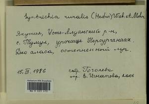 Syntrichia ruralis (Hedw.) F. Weber & D. Mohr, Гербарий мохообразных, Мхи - Якутия (B19) (Россия)