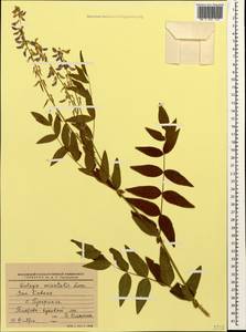 Козлятник восточный Lam., Кавказ, Краснодарский край и Адыгея (K1a) (Россия)