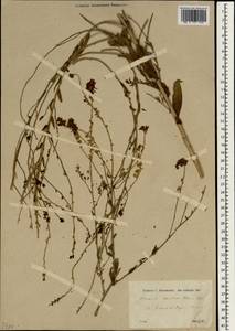 Linaria kurdica Boiss. & Hohen., Зарубежная Азия (ASIA) (Турция)