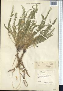 Астрагал Барроу (Aitch. & Baker) D. Podl., Средняя Азия и Казахстан, Каракумы (M6) (Туркмения)