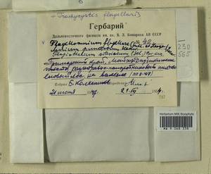 Herzogiella seligeri (Brid.) Z. Iwats., Гербарий мохообразных, Мхи - Дальний Восток (без Чукотки и Камчатки) (B20) (Россия)