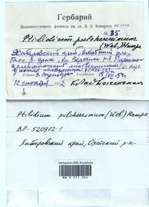 Ptilidium pulcherrimum (Weber) Vain., Гербарий мохообразных, Мхи - Дальний Восток (без Чукотки и Камчатки) (B20) (Россия)