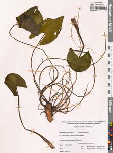 Кубышка малая (Timm) DC., Сибирь, Чукотка и Камчатка (S7) (Россия)