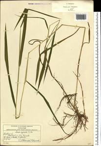 Леерсия рисовидная (L.) Sw., Восточная Европа, Московская область и Москва (E4a) (Россия)