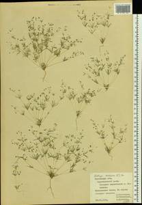 Hypertelis cerviana (L.) Thulin, Восточная Европа, Ростовская область (E12a) (Россия)